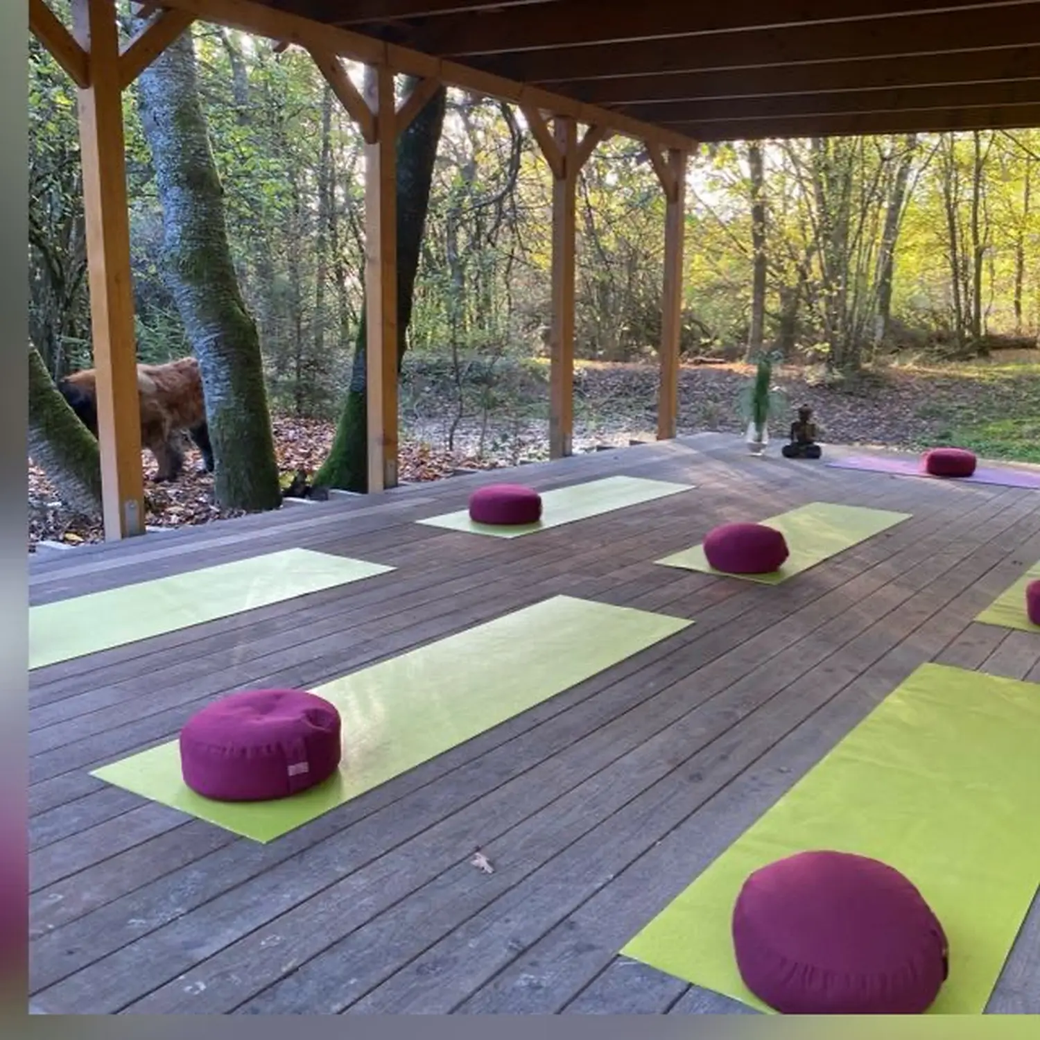 Anette Colling, Yoga-Studio im Freien, grüne Yogamatten und kastanienbraune Kissen