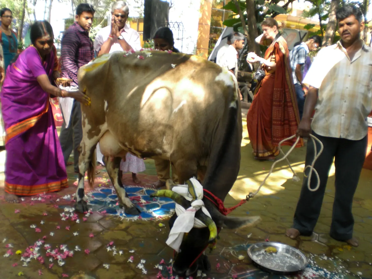 Anette Colling, Indianerstamm, der ein Ritual um eine Kuh durchführt