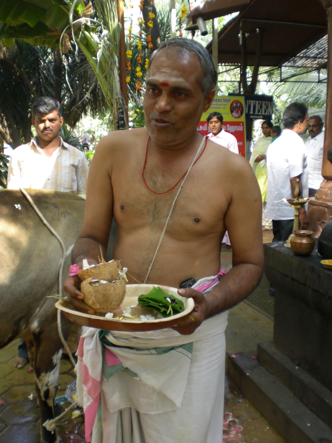 Anette Colling, Indianerstamm, Ein Mann hält einen Teller mit Kokosnuss darin für die Vorbereitungen für die Lobpreisung der Kuh